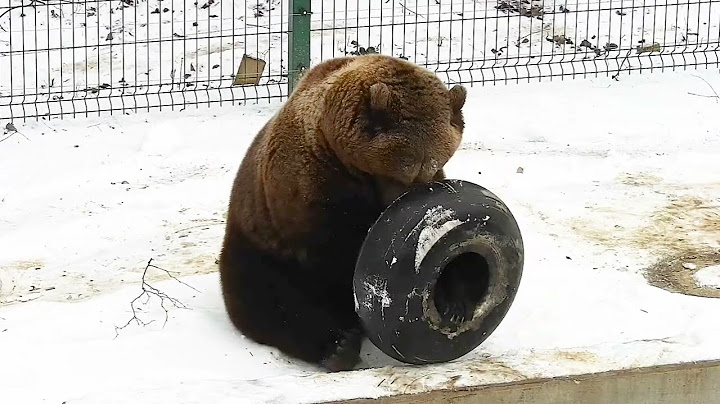 Мишка играет на снегу🐻🙃❄ /Bear Mansur