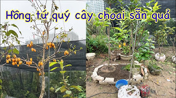 Hồng tứ quý hậu lộc thanh hoá cây giống, cây đang cho quả xuất bán toàn quốc