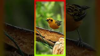 colorful birds  shortvideo shorts