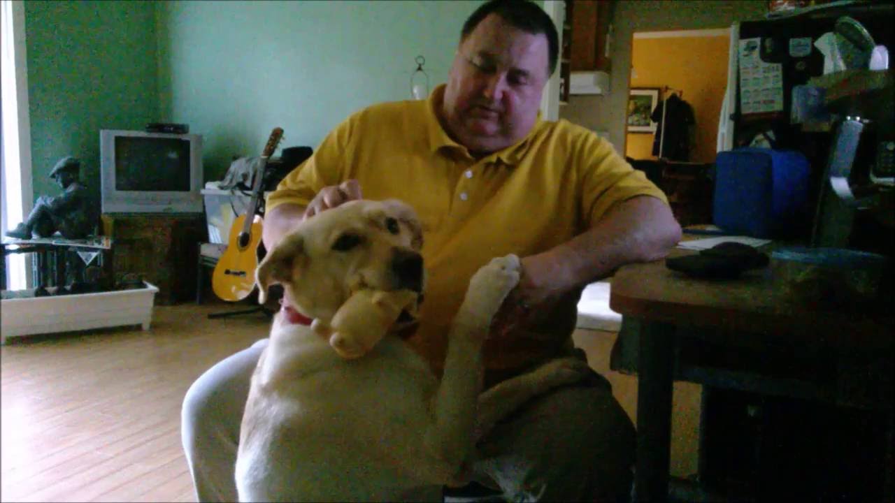 Labrador Dog Loves His Ears Scratch YouTube labrador-dog-loves-his-ears-scratch-youtube