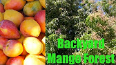 How to Grow Mango Tree in Pot 