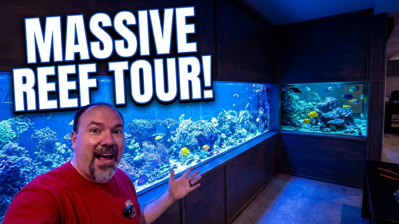 MASSIVE DIY BASEMENT SALTWATER REEF AQUARIUM TOUR!