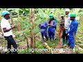 Culture de la banane plantain: comment et pourquoi réaliser l'opération d'oeilletonnage?