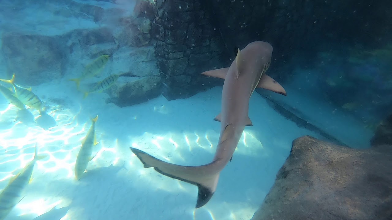 Discovery Cove Sharks YouTube
