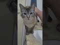 Cats 🐈😍 #shorts #cats #neko #gatto #cutecat #cat #snowshoecat #greycat #pets #petcat #petlover