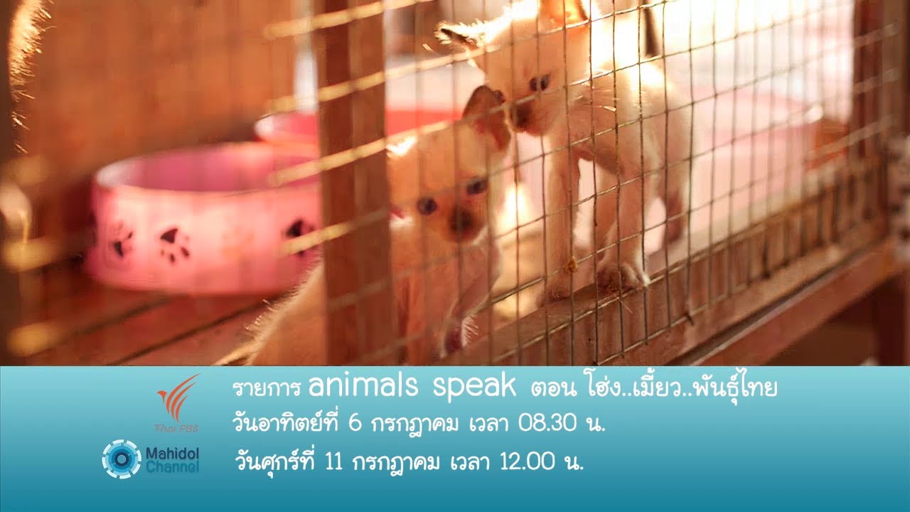 (PV) Animals Speak : โฮ่ง เมี้ยว พันธุ์ไทย (6 ก.ค. 57) ส่องบ้านหมา แมว พันธุ์ไทย