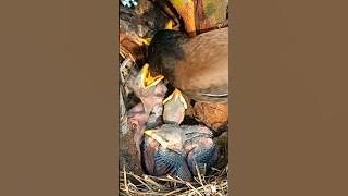 Cute Baby Mynas Growing with Mom’s Care (p3) #viral #trending #shorts #youtubeshorts #ytshorts