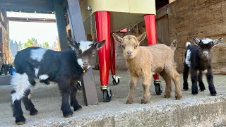 Everything is a game to goat kids! by Sunflower Farm Creamery 111,065 views 4 days ago 3 minutes, 9 seconds