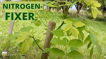 Chop-and-Drop LIVING MULCH | Principles of Permaculture | Eat And Be Eaten