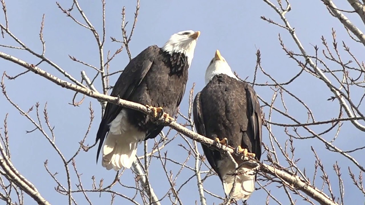 Bald Eagles at Centennial Beach YouTube