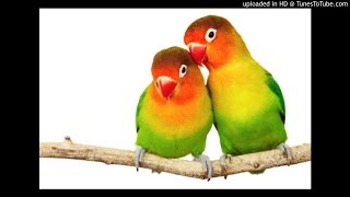 Download Suara Kicau Burung Asing 6