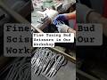 Fine Tuning Bud Scissors in Our Workshop