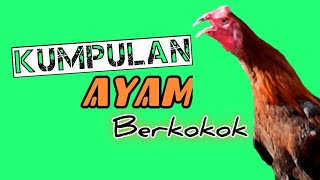 Download Lagu Kumpulan Ayam Berkokok Terbaru 2021