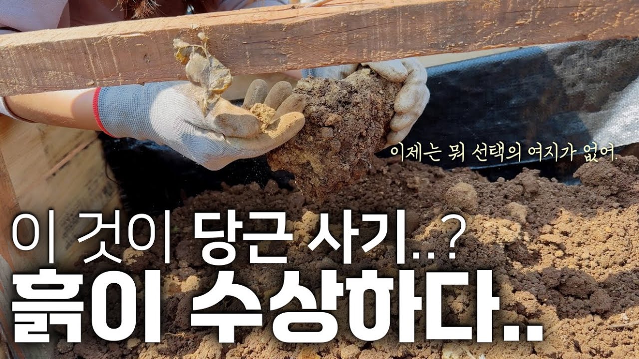 당근에서 산 ‘텃밭 흙 5톤’으로 틀밭 채우기‼️그런데 흙 상태가..(제주도 귀촌 라이프)