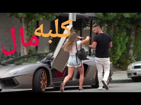 كلاب المال كلاب المال امريكا العيله