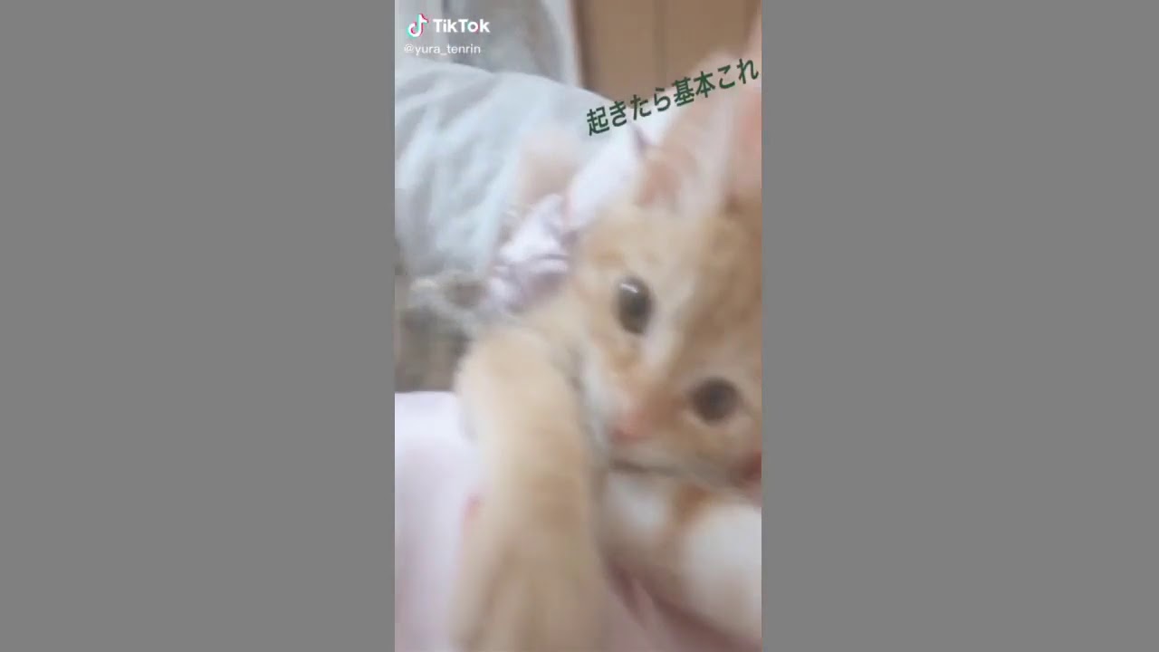 おすすめにのりたい うちの猫 癒しのペット 毎朝これ 自慢のペット 猫 茶トラ 珍しい茶トラのメスです 茶トラ女の子 ねこ部 子猫 ねこがいる生活 猫がいる暮らし Youtube