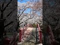 春日公園の桜 (長野県伊那市)