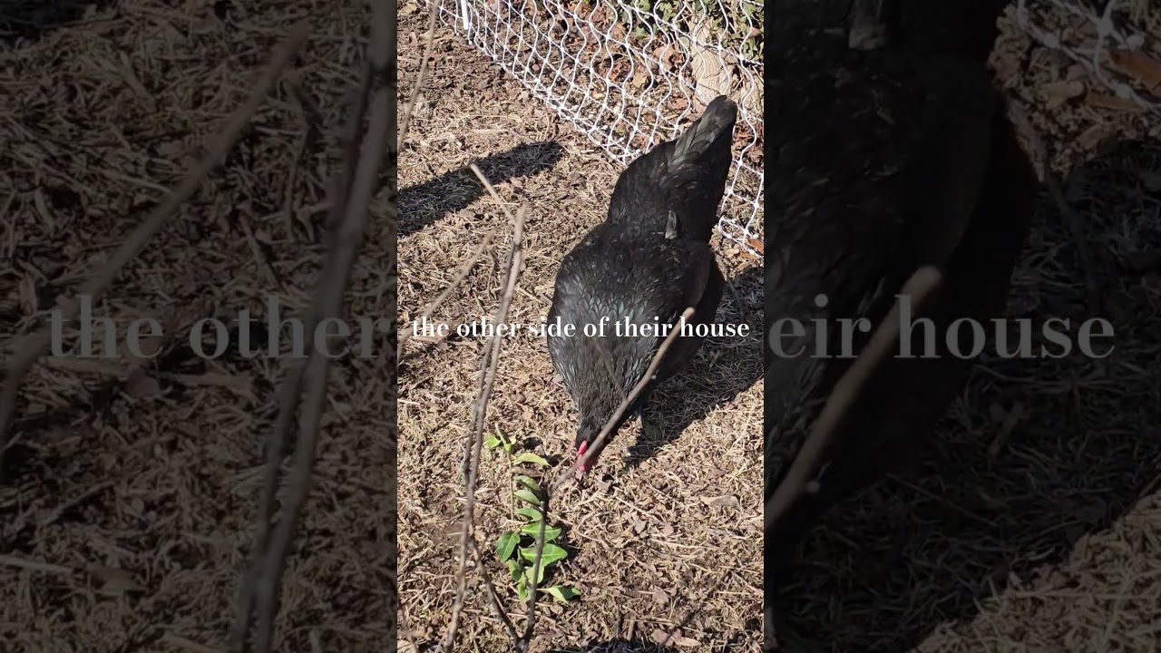 Meet Khadijah Who Is Finally Laying! 