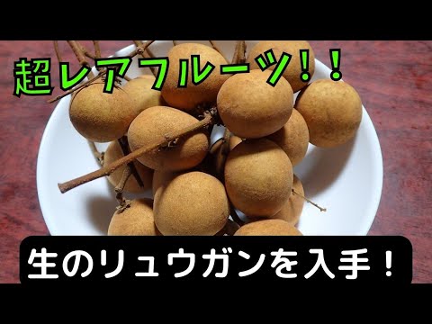 そら❤️希少台湾番龍眼実生4年目1本とリュウガン取木1本 そら様専用❤️希少台湾番龍眼実生4年目1本とリュウガン