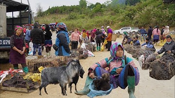 Khám phá chợ phiên Cốc Ly toàn dê núi lợn bản chó mông và món ngon vào sáng thứ 3 hàng tuần