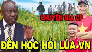 👉Cả Thế Giới Đã Làm Điều Này Với Cánh Đồng Lúa VN ...Tại Team Quang Linh