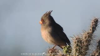 Pyrrhuloxia mating call