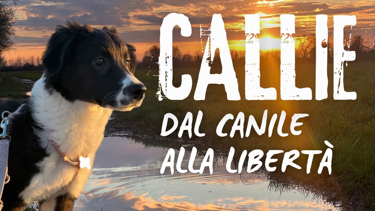Dal CANILE alla LIBERTÀ: Il giorno in cui LA MIA VITA È CAMBIATA - YouTube