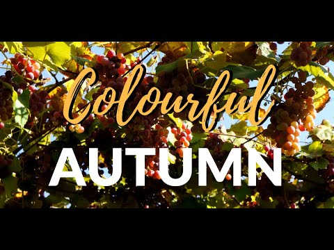 Autumn on The Camino, Webinar | CaminoWays.com