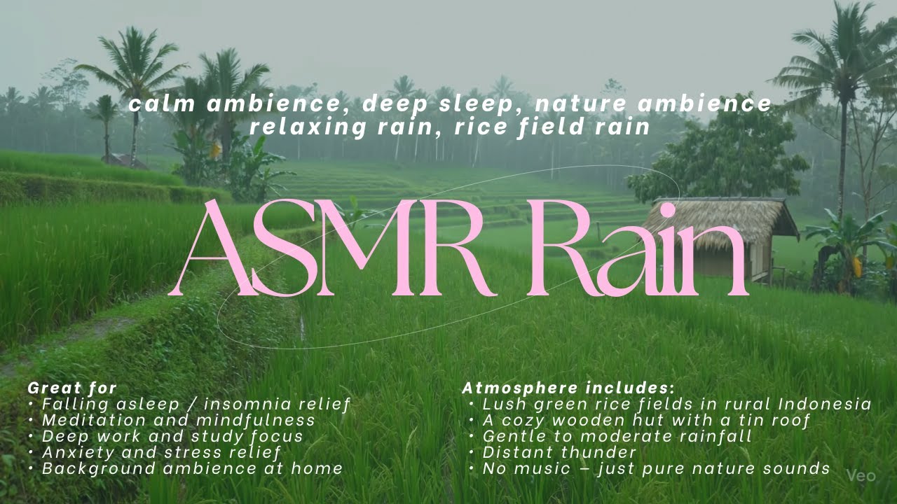 ASMR Rain in the middle of rice fields natural sounds to sleep, relax, meditate, or focus🔴LIVE