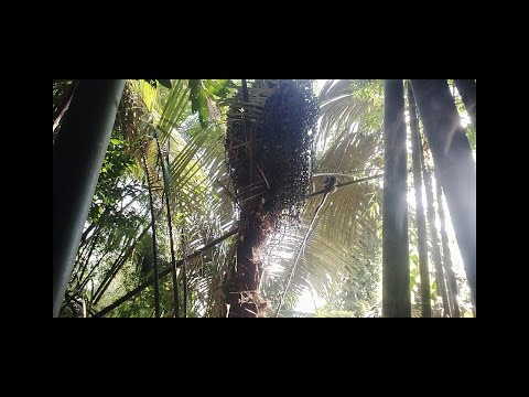 Video Bẫy được cầy hương trên cây, bẫy dây hiệu quả. - youtube