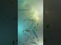 この曲の名前は？/信じる系