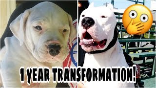 WATCH ME GROW | 8 WEEKS  1 Y/O | Puppy to DOG | DOGO ARGENTINO