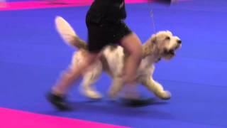 Fci Group 6 - Holland Cup 2015