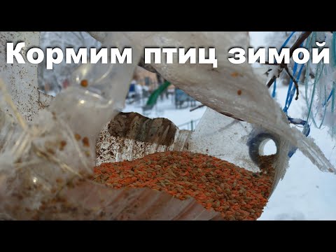 Кормим птиц зимой