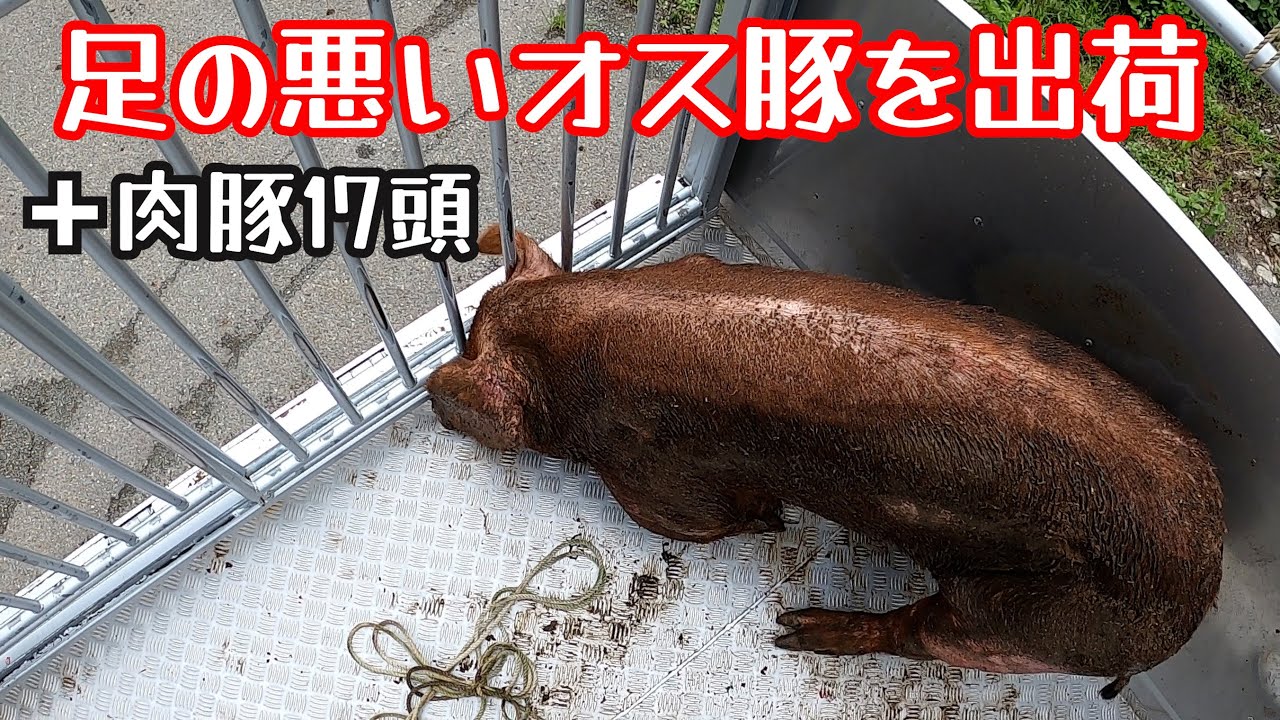 残念だけど足の悪いオス豚を出荷します