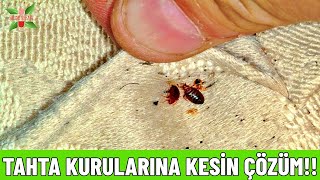 Tahta kurusundan nasıl kurtulurum? (EN KOLAY YOLU)