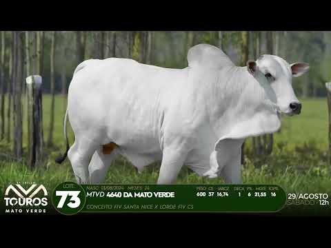 LOTE 73   MTVD 4640
