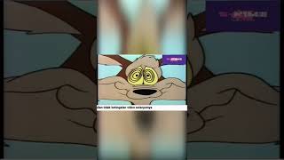 Road Runner Vs Coyote - Chaser On The Rocks