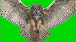 Flying owl on green screen | chroma key | no copy right | flying bird on green screen video