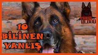 ALMAN ÇOBAN KÖPEĞİ HAKKINDA 10 BİLİNEN YANLIŞ  ALMAN KURDU NASIL BİR KÖPEK