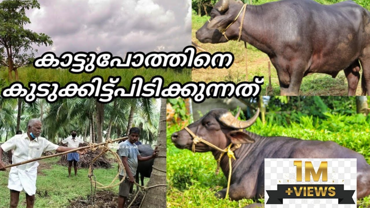 കാട്ടുപോത്തിനെ കുടുക്കിട്ട് പിടിക്കുന്നത് forest big buffalo