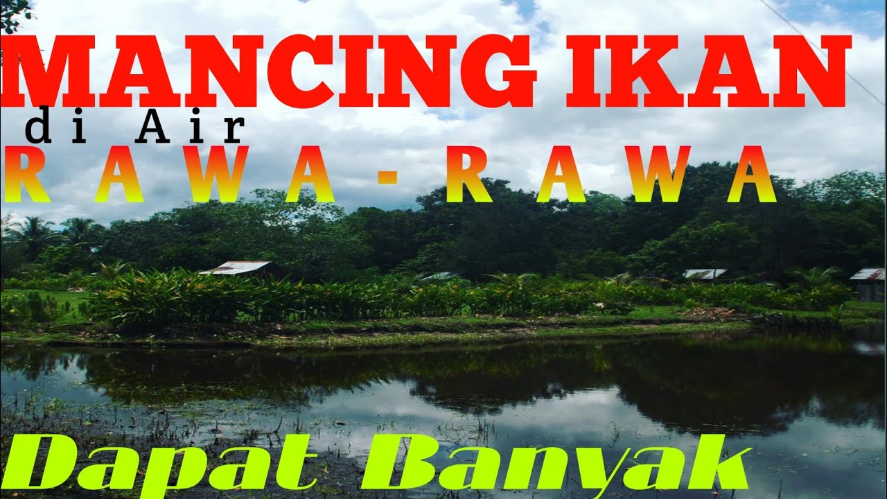Pancing Ikan di Air Rawa-rawa