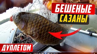 Crazy carp nibble one after another. Fishing for carp from a boat.