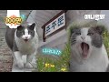 제 발로 청와대를 찾아간 고양이에게 9개월 후 일어난 일ㅣAmazing Story Of A Cat That Walked Into The Blue House Himself