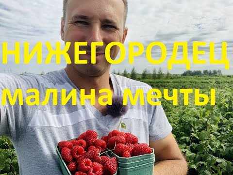 Малина Нижегородец Описание Сорта Фото Отзывы