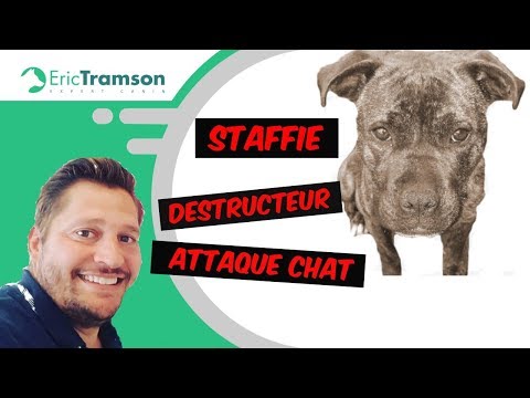 Vidéo: Comment puis-je empêcher un chien d'attaquer un chat?