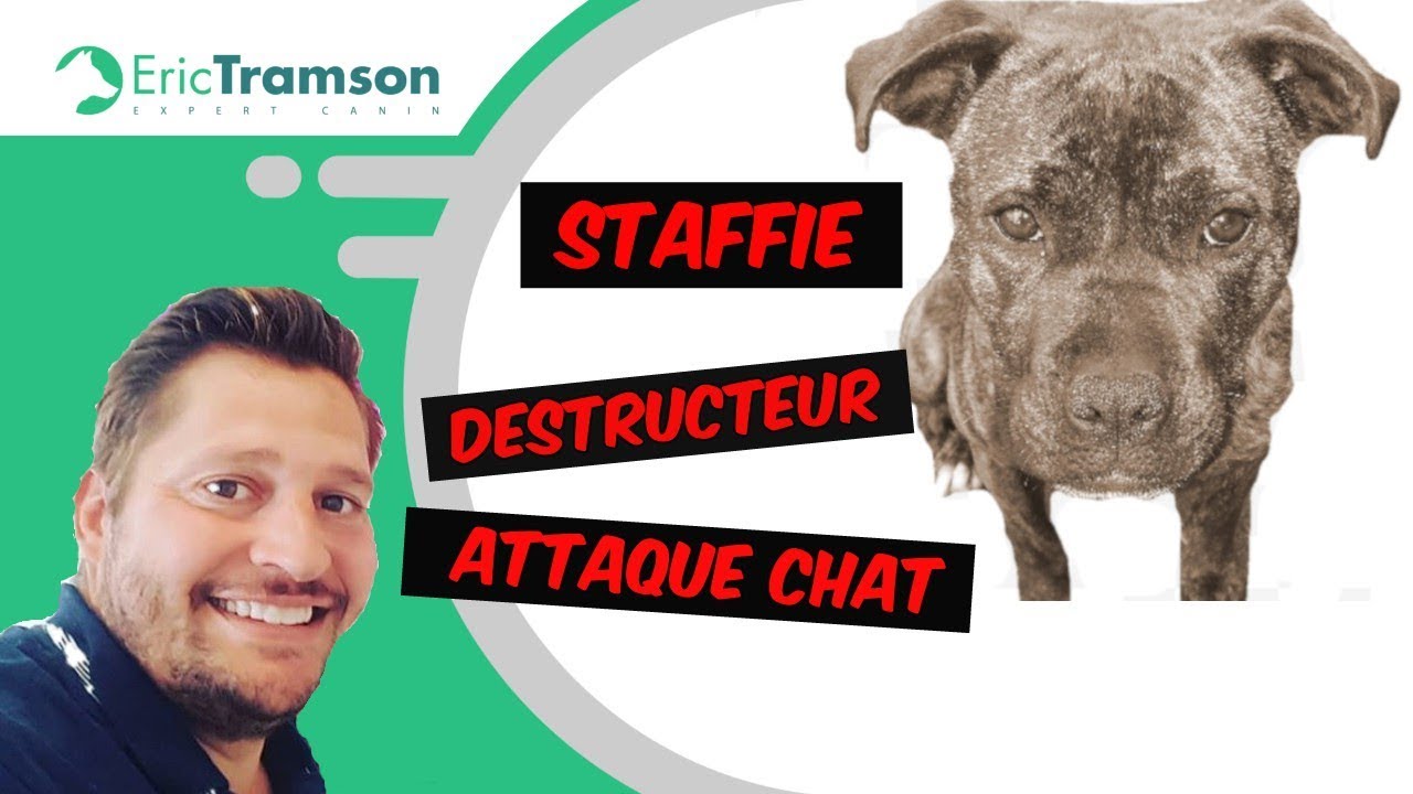 Le LUC, Comment éduquer et empêcher ma chienne Staffie de tuer les chats? - YouTube