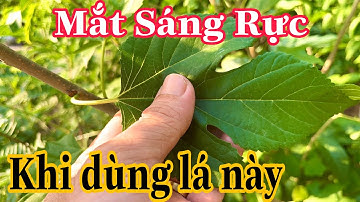 Lá này giúp tăng thị lực giúp sáng Mắt. PHAN HẢI Channel