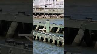 Osprey Hatching  Chesapeake Beach, MD   Coming Up:  Megaladon Teeth