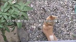 柴犬小春kohachannel Youtube